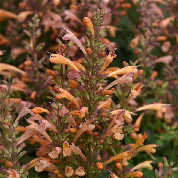 Agastache mexicana Summerlong™ Peach