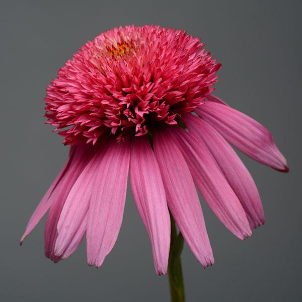 Echinacea Double Scoop™ Bubble Gum