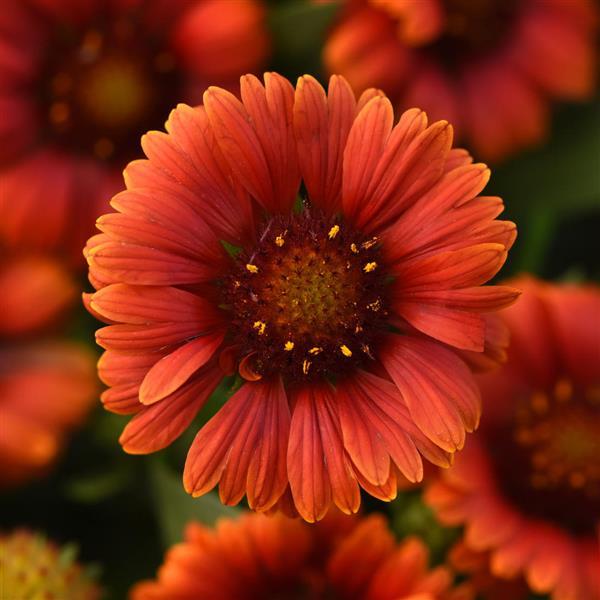 Gaillardia Guapa Red