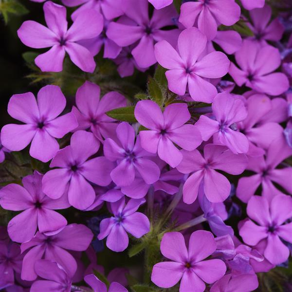 Phlox Candy Cloud™ Pink