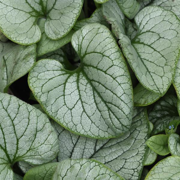 Brunnera Frost Magic