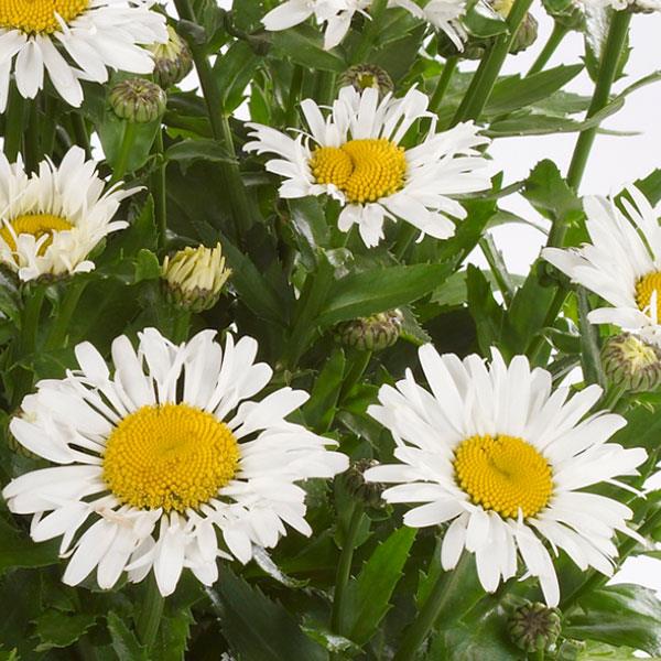Leucanthemum x superbum Ooh La™ LaCrosse