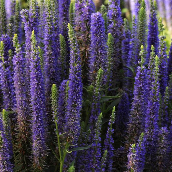 Veronica spicata Royal Candles