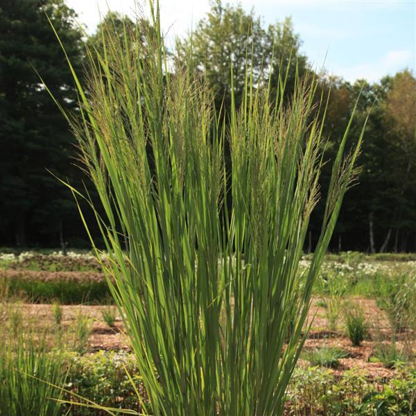 Grass Panicum virgatum Dream Catcher® Lightning Bolt®