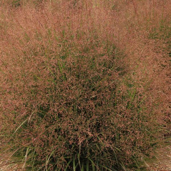 Grass Panicum virgatum Dream Catcher® Tumbleweed®