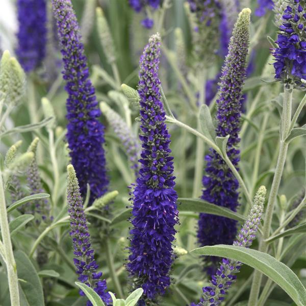 Veronica Misty Blues