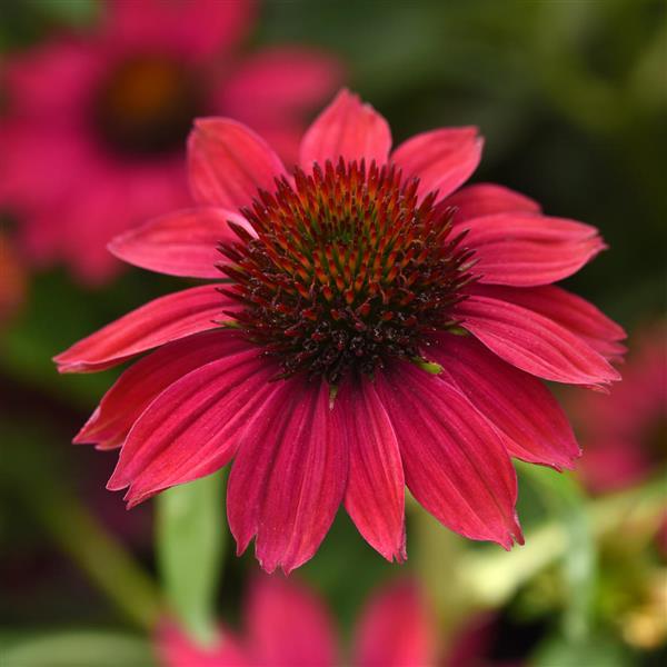 Echinacea Sombrero Poco™ Hot Pink Improved