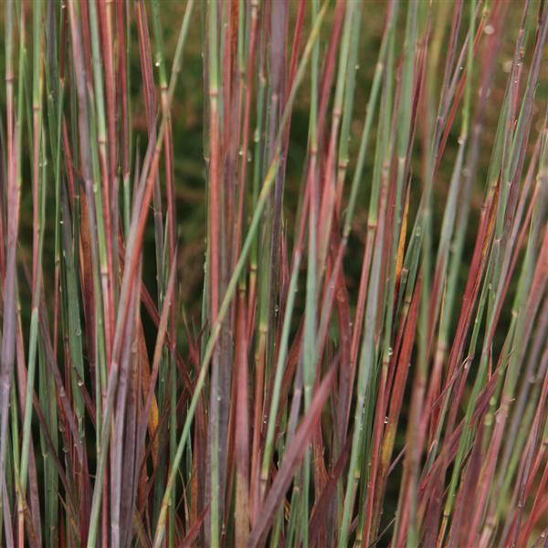 Grass Schizachyrium scoparium Free Spirit® Comet®