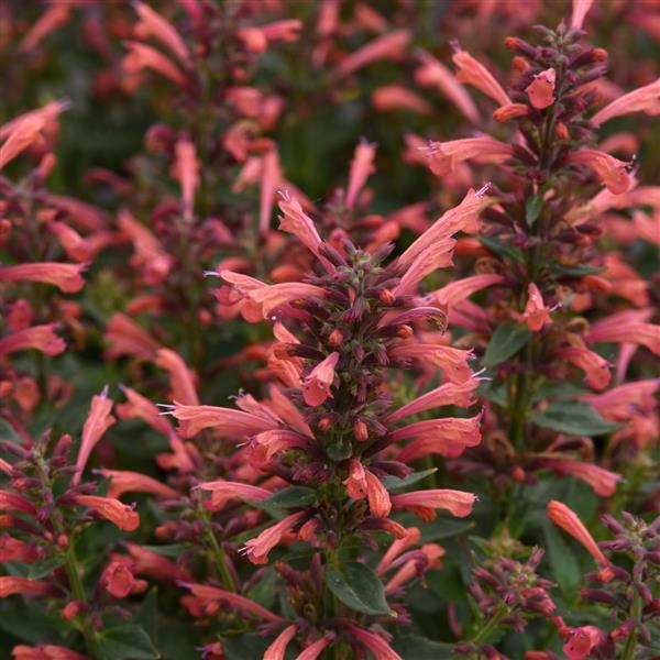 Agastache mexicana Summerlong™ Coral