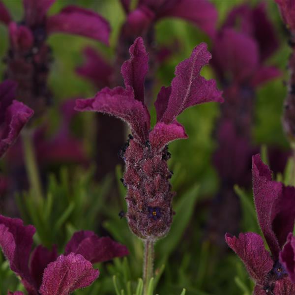 lily pink flower Lily Oriental Trumpet (OT) Purple Prince - 5 bulbs