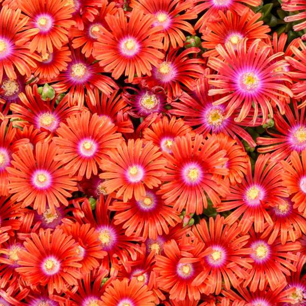 Delosperma FLASHMOB™ Macarena