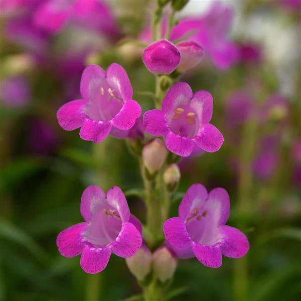 Product Details - Penstemon Mountain Treats™ Fuchsia