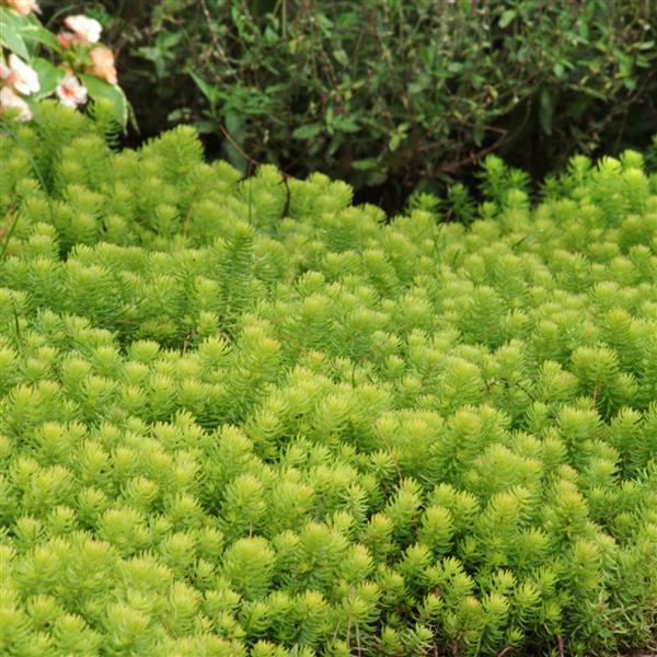 Photo:  Commercial Landscape 1