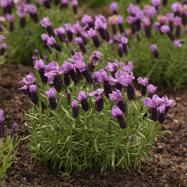 Photo:  Garden