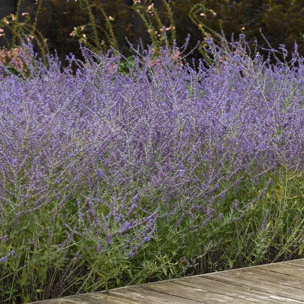 Photo:  Commercial Landscape 1