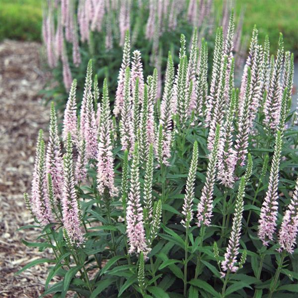 Photo:  Commercial Landscape 2