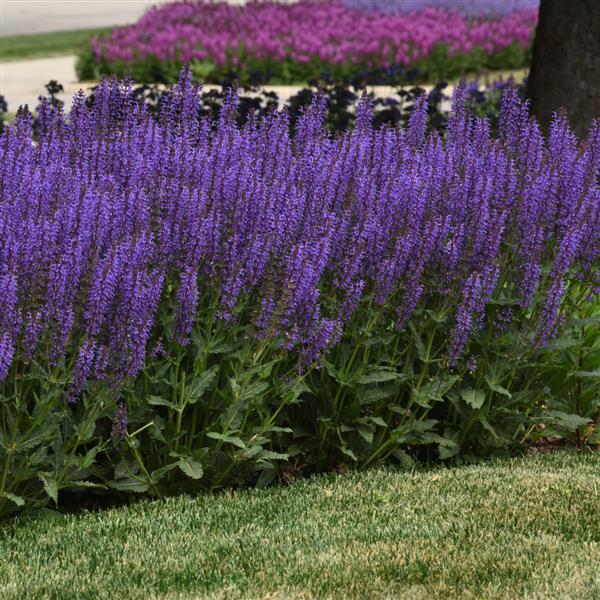 Photo:  Commercial Landscape 1