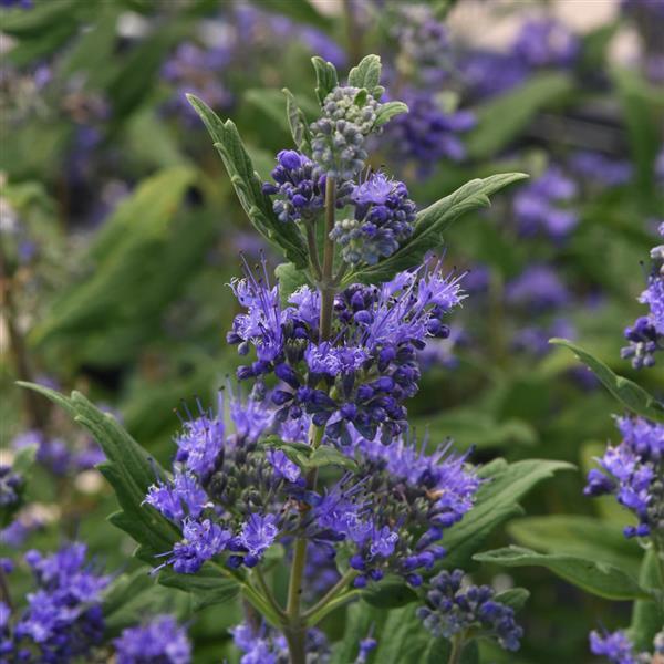Photo:  Bloom