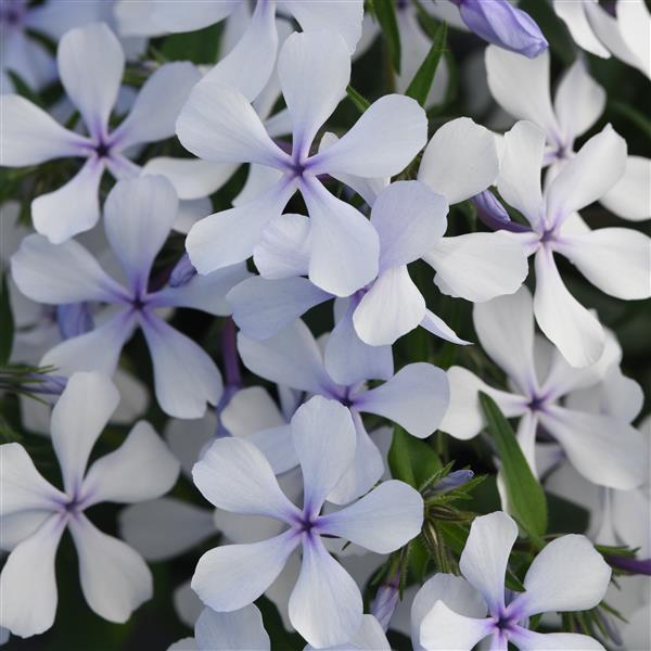 Photo:  Bloom