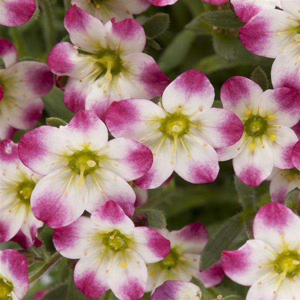 Photo:  Bloom
