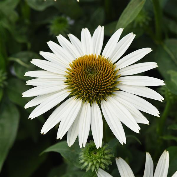 Photo:  Bloom