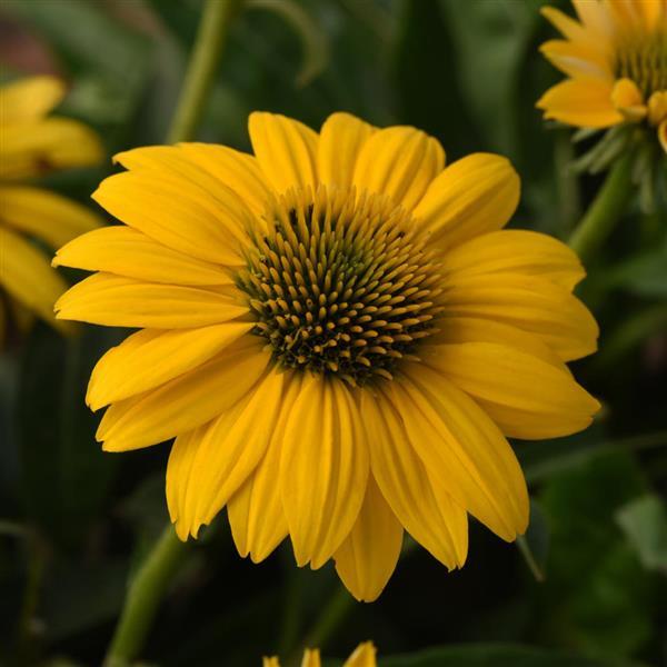 Photo:  Bloom