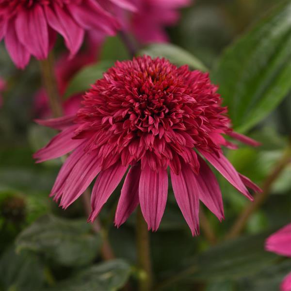 Photo:  Bloom