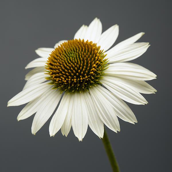 Photo:  Bloom