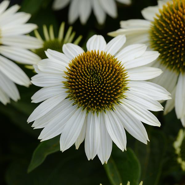 Photo:  Garden