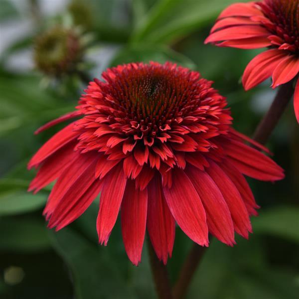 Photo:  Bloom