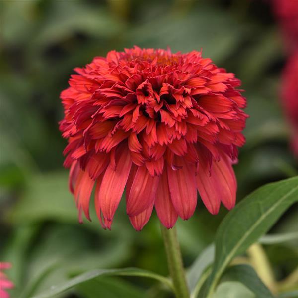 Photo:  Bloom