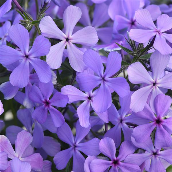 Photo:  Bloom
