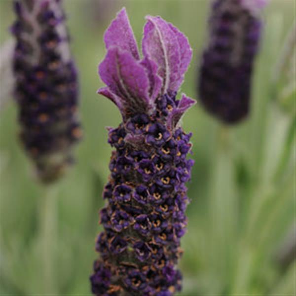 Photo:  Bloom
