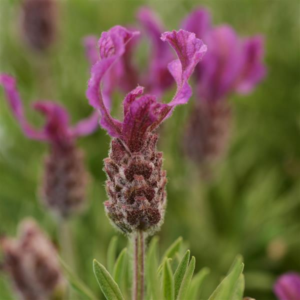 Photo:  Bloom