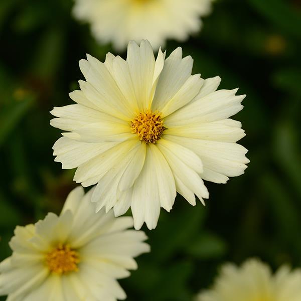 Photo:  Bloom