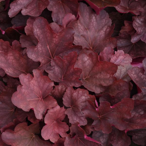 Photo:  Bloom