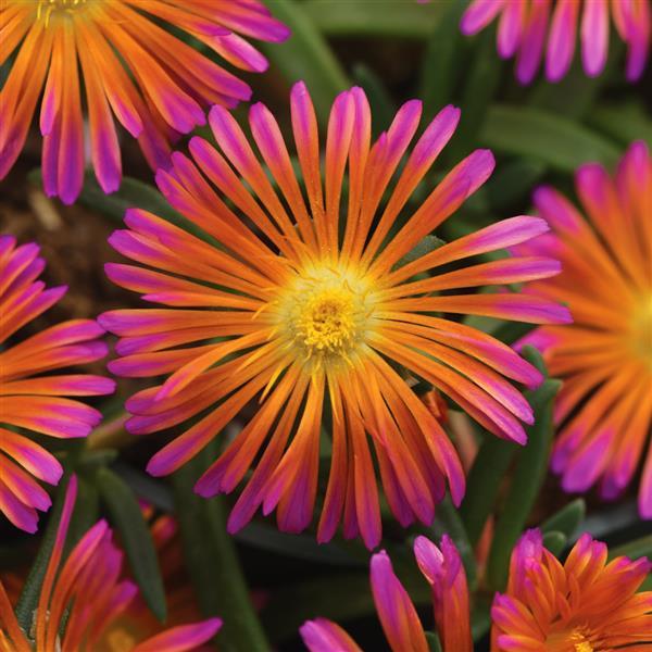 Photo:  Bloom