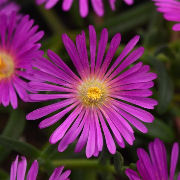 Photo:  Bloom