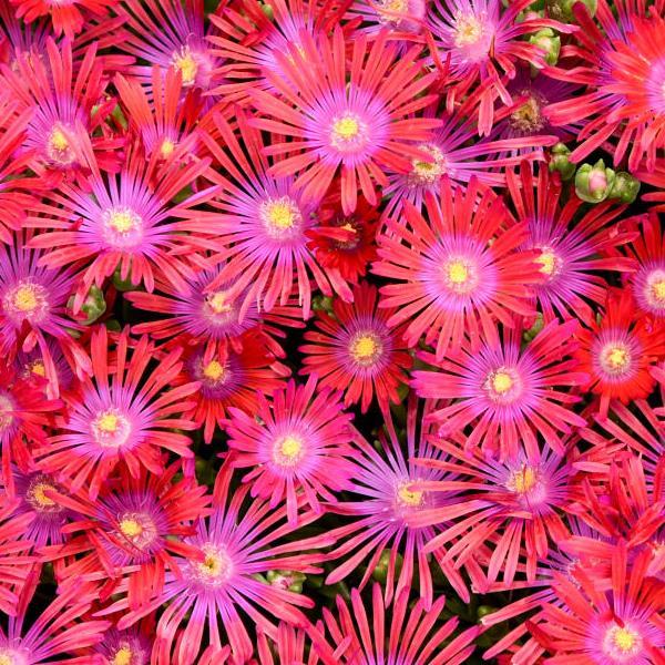 Photo:  Bloom