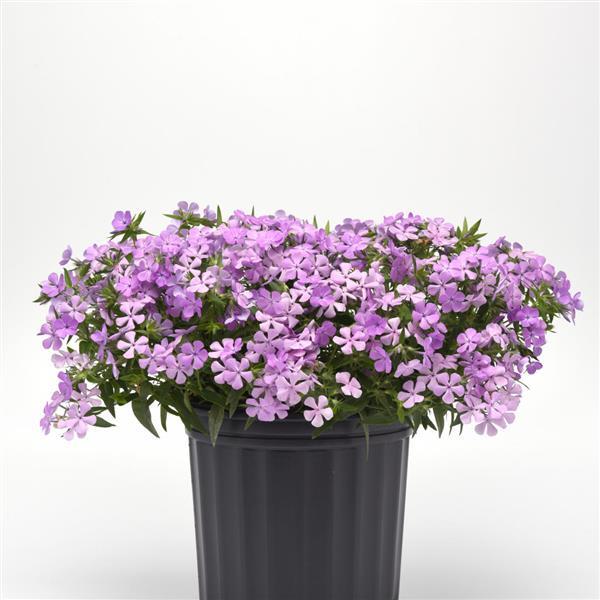 Photo:  Container